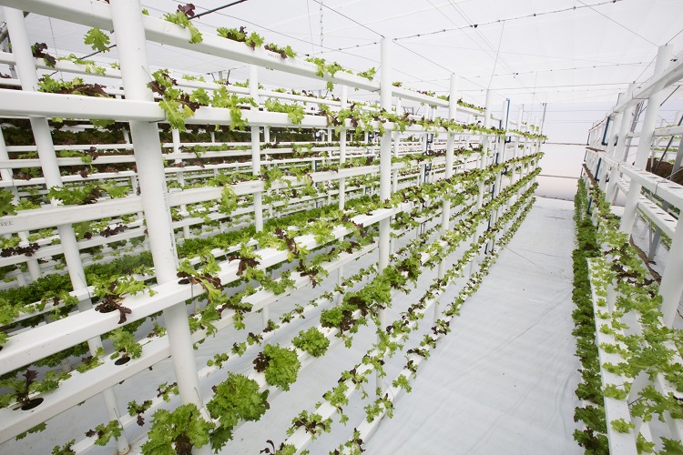 Vertical farming certification developed for sustainable operators